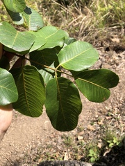 Canarium australianum