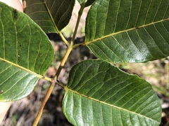 Canarium australianum