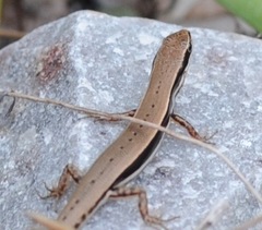 Ornate Soil-Crevice Skink photo 2