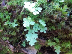 Anogramma leptophylla