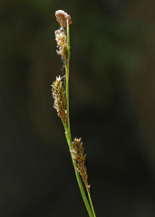 Carex luzulifolia