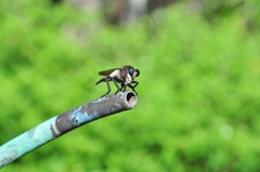 Promachus painteri