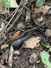Ambystoma gracile