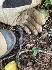 Ambystoma gracile