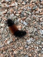 Pyrrharctia isabella