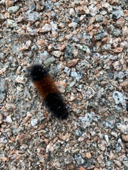 Pyrrharctia isabella