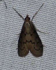 Blepharomastix haedulalis