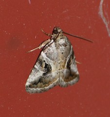 Diastema cnossia