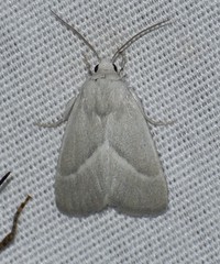 Leucocnemis nivalis