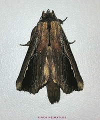 Gopha albolinea