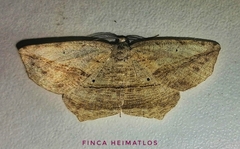 Eusarca flexilis