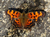 Green Comma - Photo (c) Nick Block, some rights reserved (CC BY), uploaded by Nick Block