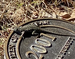 Sceloporus occidentalis