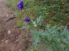 Aconitum tauricum