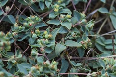 Euphorbia ocellata ocellata