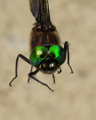 Somatochlora cingulata