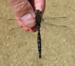 Somatochlora cingulata
