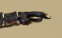 Somatochlora cingulata