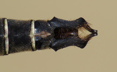 Somatochlora cingulata