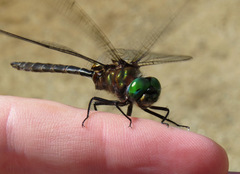 Somatochlora cingulata