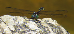 Stylurus scudderi