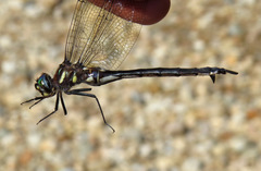 Somatochlora elongata