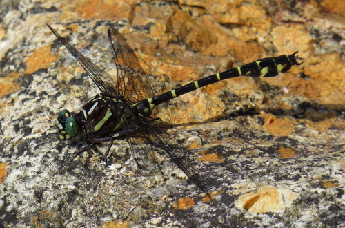 Zebra Clubtail photo 2