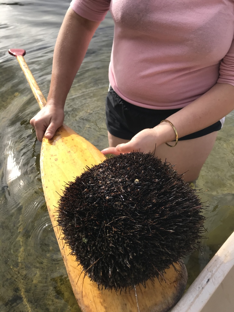 eastern white pine from Keyes Pond, Sweden, ME, US on October 3, 2020