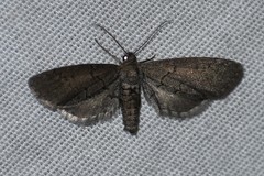 Glaucina erroraria