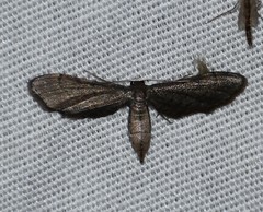 Protoproutia laredoata