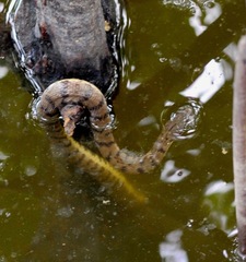 Cerberus schneiderii