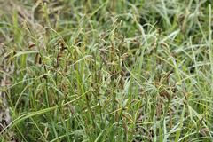 Carex lyngbyei