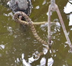 Cerberus schneiderii