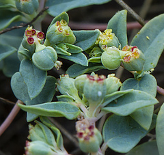 Euphorbia ocellata ocellata