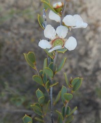 Leptospermum coriaceum