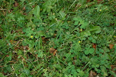 Medicago lupulina