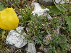 Papaver alpinum