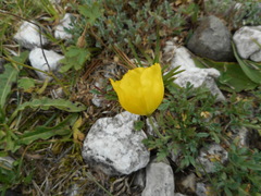 Papaver alpinum