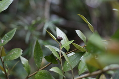 Trichocladus ellipticus