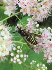 Dolichovespula norvegicoides