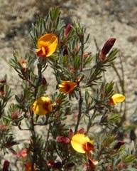 Pultenaea tenuifolia