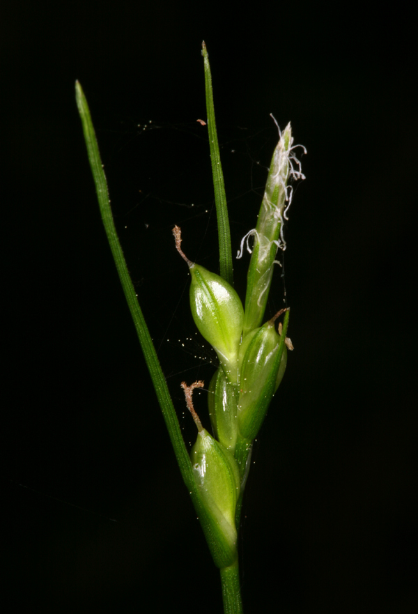 stick sedge