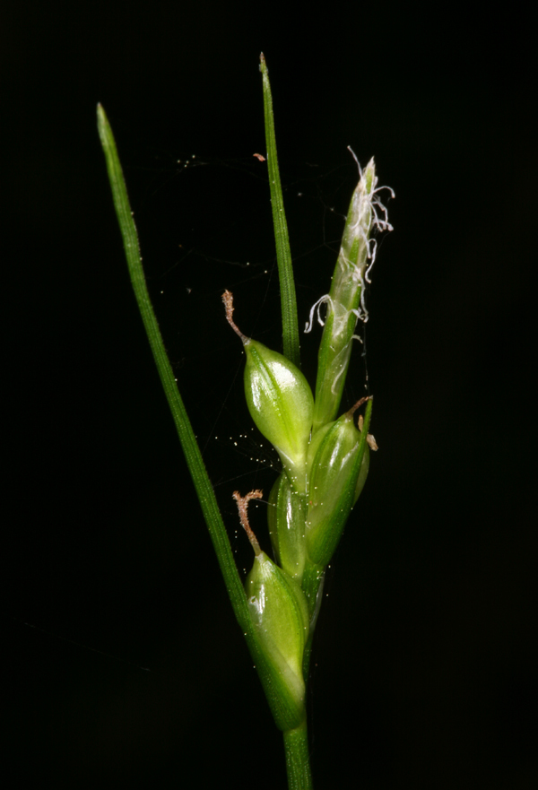 Carex multicaulis