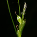 Carex multicaulis - Photo (c) Steve Matson, μερικά δικαιώματα διατηρούνται (CC BY), uploaded by Steve Matson
