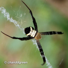 Argiope vietnamensis