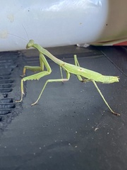 Stagmomantis