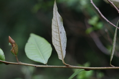 Trichocladus ellipticus