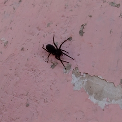 Araneomorphae