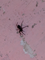 Araneomorphae