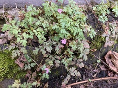 Geranium robertianum